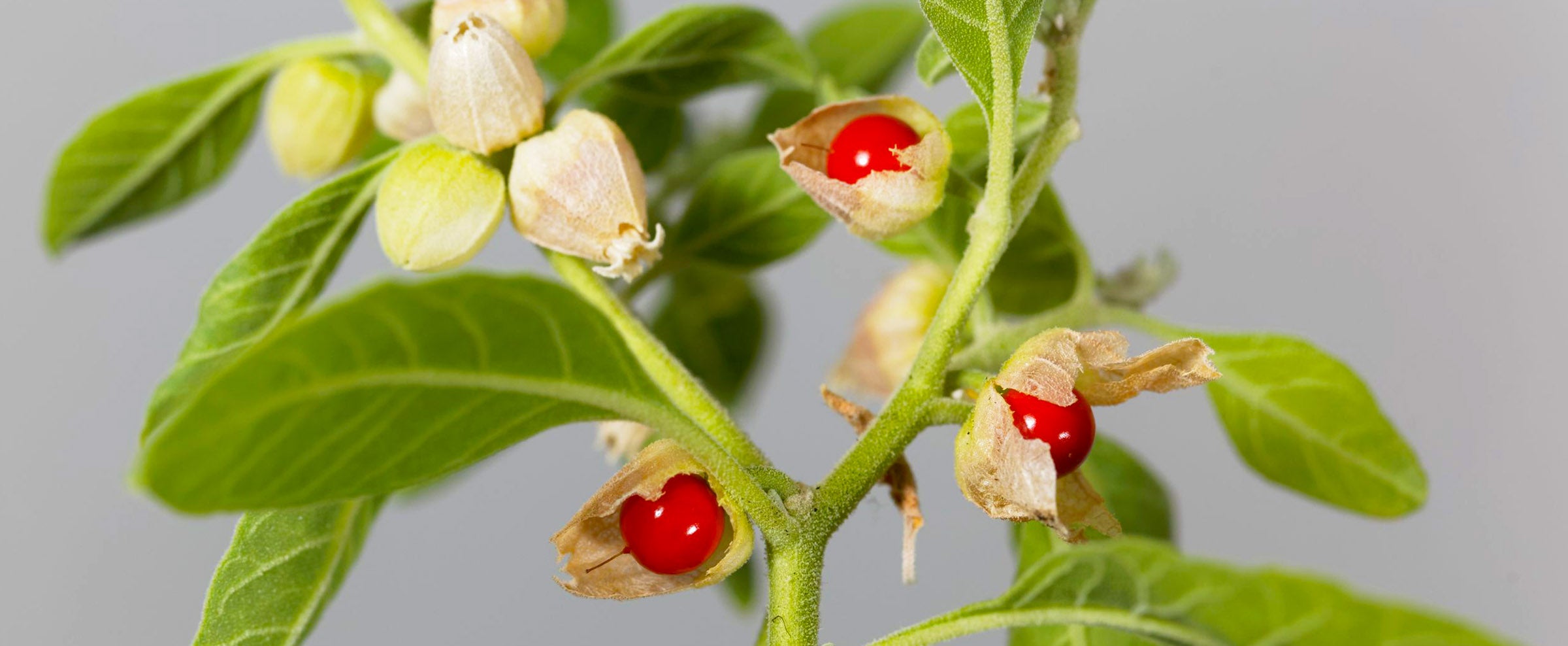 Was du wissen solltest, bevor du Ashwagandha einnimmst