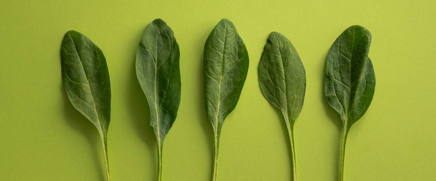 Wichtige Nährstoffe in der veganen Ernährung