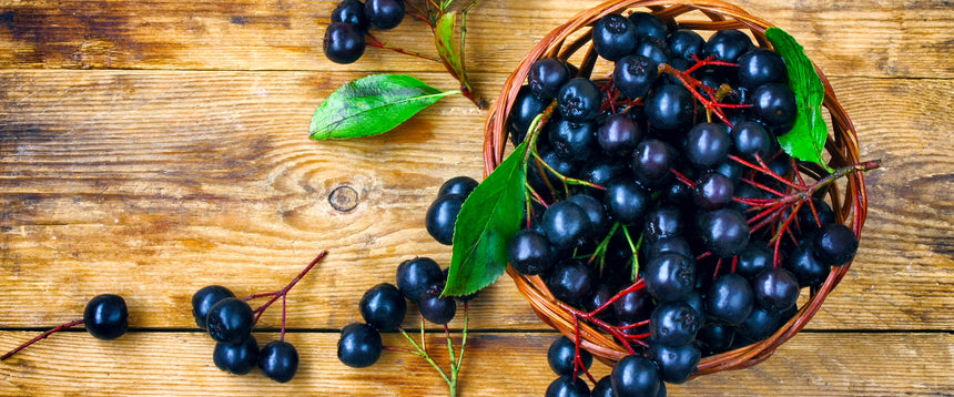 Wirkungen der Aroniabeere: Superfood Aronia