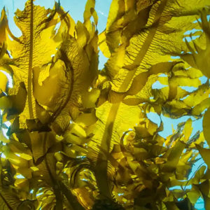 <p>Kelp