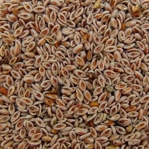 <p>Indische Flohsamenschalen