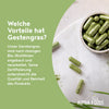 Gerstengras