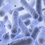 Lactobacillus Paracasei™