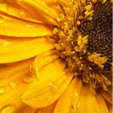 Sonnenblumenlecithin
