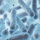 Lactobacillus Rhamnosus