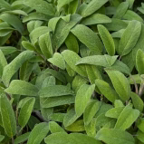 Salbei