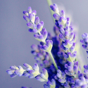 <p>Lavendel