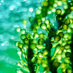 <p>Omega 3 Fettsäuren aus Algen