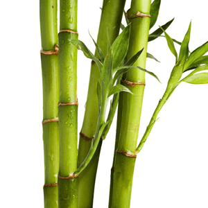 <p>Silizium (aus Bambus)