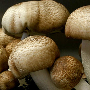 <p>Agaricus Blazei