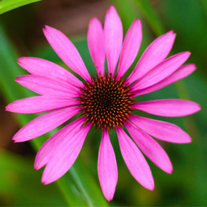 <p>Echinacea