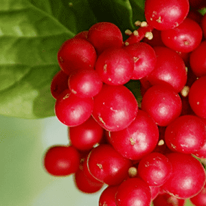 <p>Schisandra