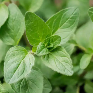 <p>Oregano