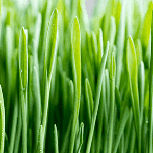 <p>Gerstengras