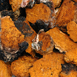 <p>Chaga