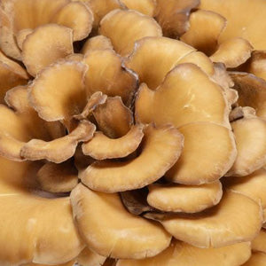 <p>Maitake