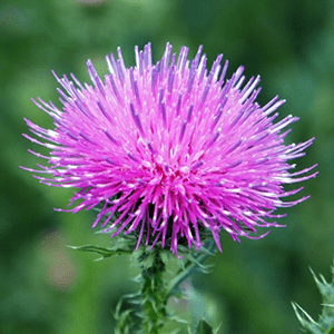 <p>Mariendistel